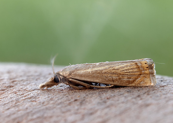 63.080 BF1293 Chrysoteuchia culmella