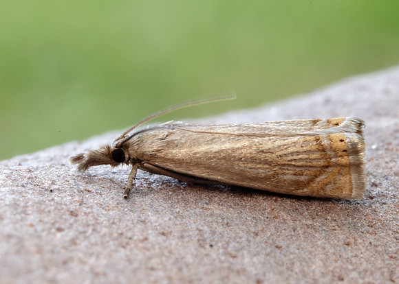 63.080 BF1293 Chrysoteuchia culmella