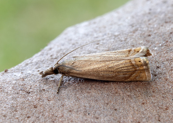 63.080 BF1293 Chrysoteuchia culmella