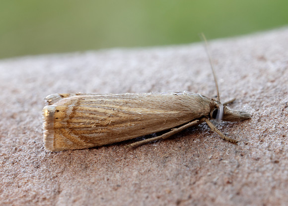63.080 BF1293 Chrysoteuchia culmella