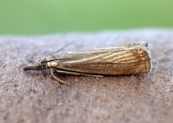 63.080 BF1293 Chrysoteuchia culmella