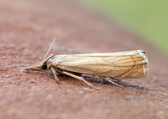 63.080 BF1293 Chrysoteuchia culmella