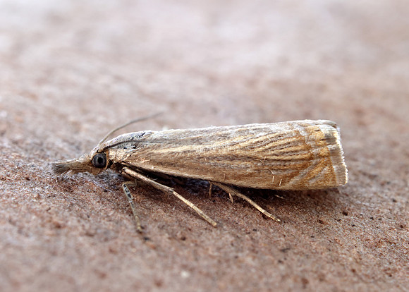 63.080 BF1293 Chrysoteuchia culmella