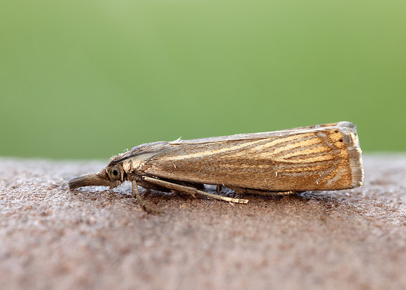63.080 BF1293 Chrysoteuchia culmella