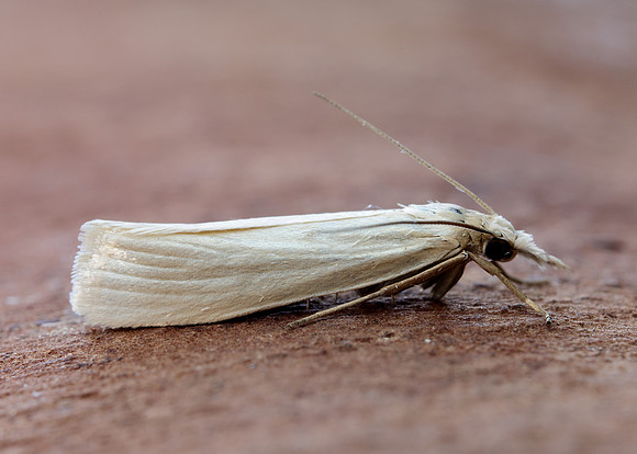 63.088 BF1302 Crambus perlella