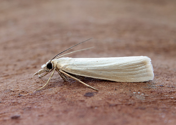 63.088 BF1302 Crambus perlella