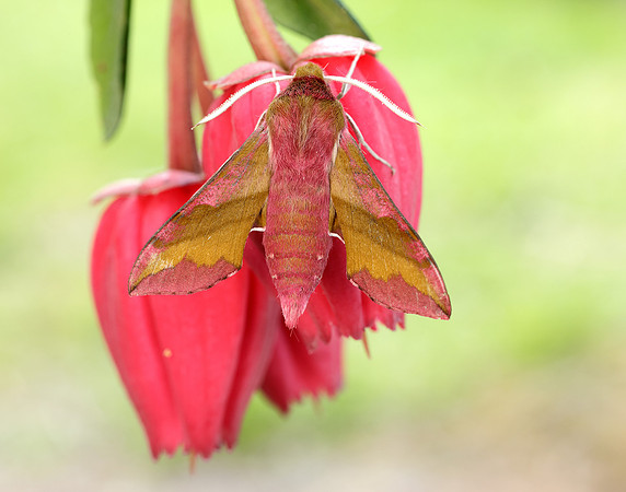 69.017 BF1992 Small Elephant Hawk-moth Deilephila porcellus