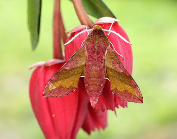 69.017 BF1992 Small Elephant Hawk-moth Deilephila porcellus