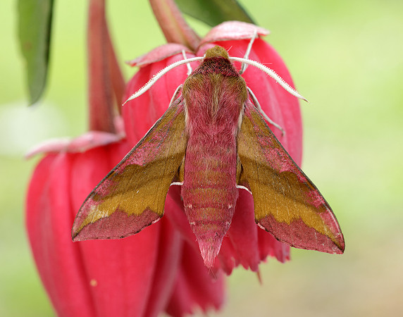 69.017 BF1992 Small Elephant Hawk-moth Deilephila porcellus