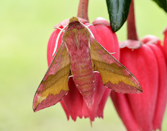 69.017 BF1992 Small Elephant Hawk-moth Deilephila porcellus