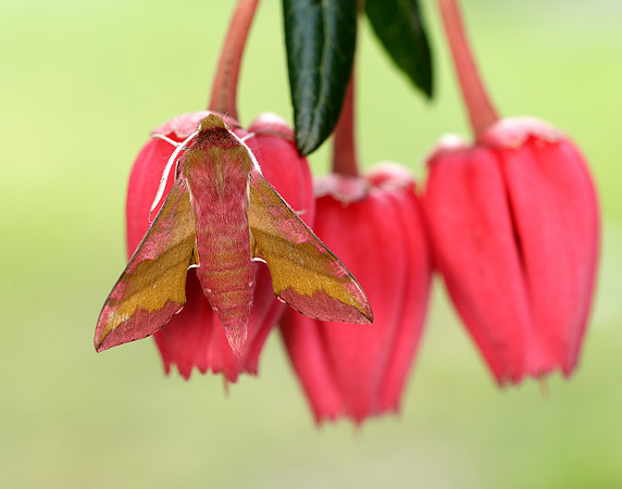 69.017 BF1992 Small Elephant Hawk-moth Deilephila porcellus