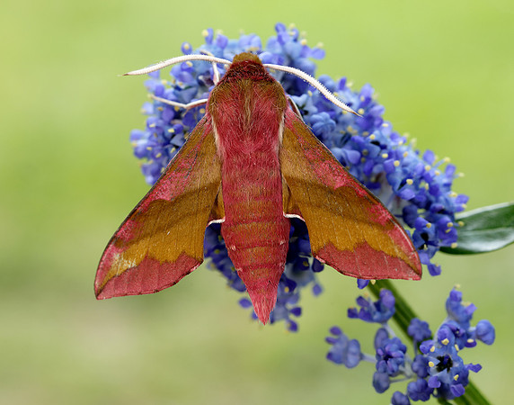 69.017 BF1992 Small Elephant Hawk-moth Deilephila porcellus