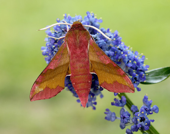 69.017 BF1992 Small Elephant Hawk-moth Deilephila porcellus