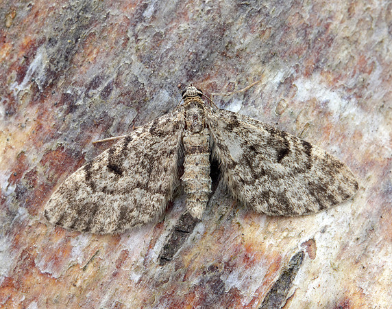70.162 BF1857 Dwarf Pug Eupithecia tantillaria