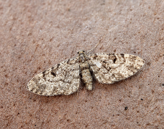 70.162 BF1857 Dwarf Pug Eupithecia tantillaria