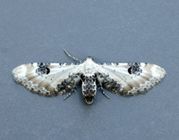 70.173 BF1825 Lime-speck Pug Eupithecia centaureata