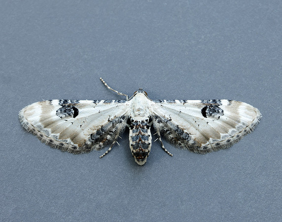 70.173 BF1825 Lime-speck Pug Eupithecia centaureata