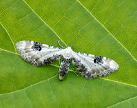 70.173 BF1825 Lime-speck Pug Eupithecia centaureata