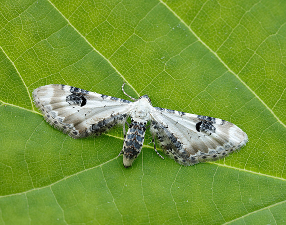 70.173 BF1825 Lime-speck Pug Eupithecia centaureata