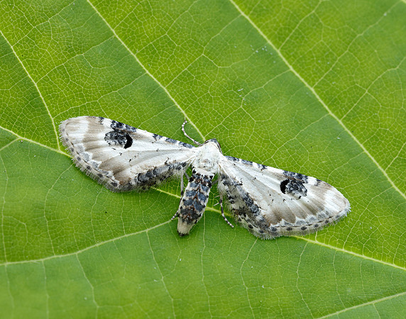 70.173 BF1825 Lime-speck Pug Eupithecia centaureata