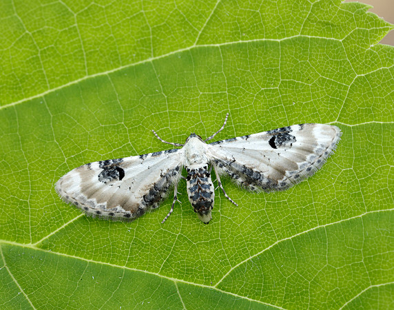 70.173 BF1825 Lime-speck Pug Eupithecia centaureata