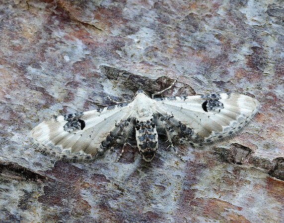 70.173 BF1825 Lime-speck Pug Eupithecia centaureata