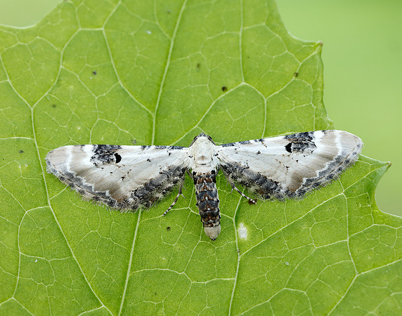 70.173 BF1825 Lime-speck Pug Eupithecia centaureata