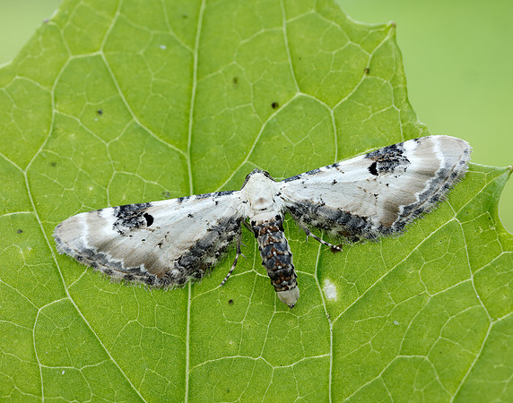 70.173 BF1825 Lime-speck Pug Eupithecia centaureata