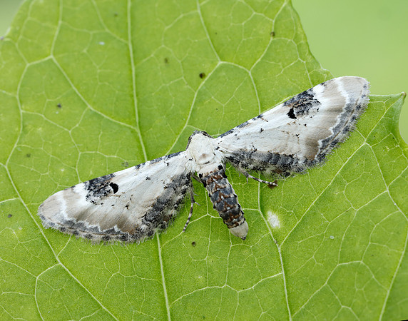 70.173 BF1825 Lime-speck Pug Eupithecia centaureata