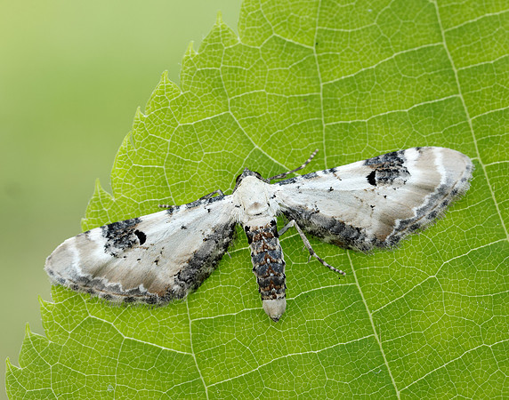70.173 BF1825 Lime-speck Pug Eupithecia centaureata