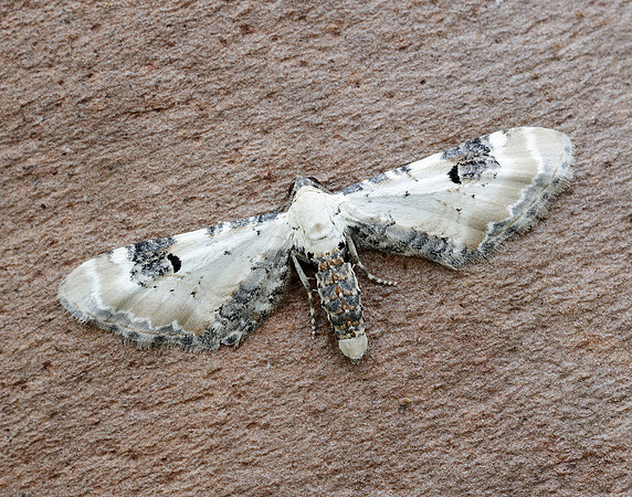 70.173 BF1825 Lime-speck Pug Eupithecia centaureata