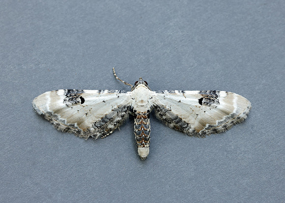 70.173 BF1825 Lime-speck Pug Eupithecia centaureata