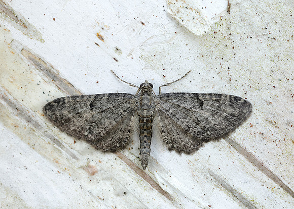 70.176 BF1827 Freyer's Pug Eupithecia intricata