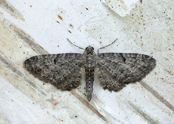 70.176 BF1827 Freyer's Pug Eupithecia intricata