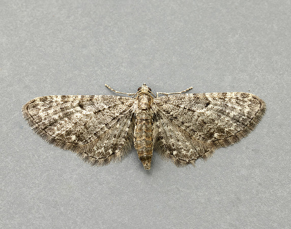 70.183 BF1834 Common Pug Eupithecia vulgata