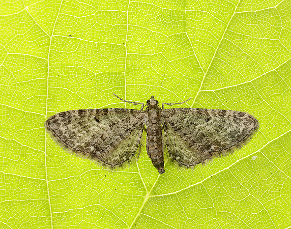 70.183 BF1834 Common Pug Eupithecia vulgata