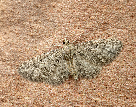 70.183 BF1834 Common Pug Eupithecia vulgata