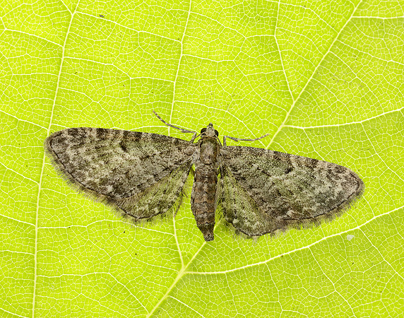 70.183 BF1834 Common Pug Eupithecia vulgata