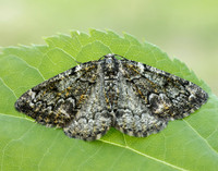 70.288 BF1945 Brussels Lace Cleorodes lichenaria