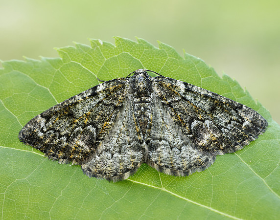 70.288 BF1945 Brussels Lace Cleorodes lichenaria