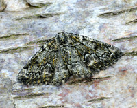 70.288 BF1945 Brussels Lace Cleorodes lichenaria