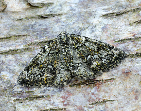 70.288 BF1945 Brussels Lace Cleorodes lichenaria