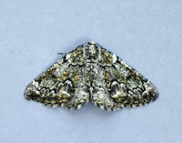 70.288 BF1945 Brussels Lace Cleorodes lichenaria