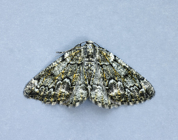 70.288 BF1945 Brussels Lace Cleorodes lichenaria