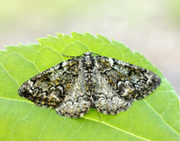 70.288 BF1945 Brussels Lace Cleorodes lichenaria