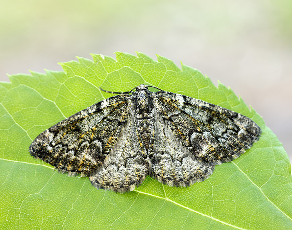 70.288 BF1945 Brussels Lace Cleorodes lichenaria