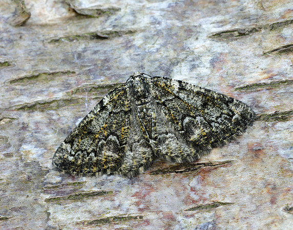 70.288 BF1945 Brussels Lace Cleorodes lichenaria
