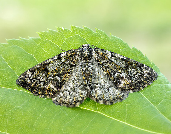 70.288 BF1945 Brussels Lace Cleorodes lichenaria