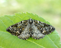 70.288 BF1945 Brussels Lace Cleorodes lichenaria