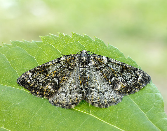 70.288 BF1945 Brussels Lace Cleorodes lichenaria